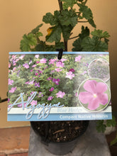 Load image into Gallery viewer, Alyogyne wrayae 'Blue Heeler'