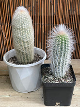 Load image into Gallery viewer, Espostoa lanata ‘Peruvian Old Man Cactus’