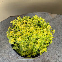 Load image into Gallery viewer, Sedum makinoi ‘Ogon’
