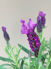 Load image into Gallery viewer, Lavender ‘Sensation’ Rose