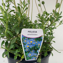 Load image into Gallery viewer, Felicia amelliodes blue