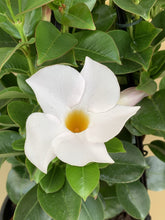 Load image into Gallery viewer, Mandevilla sanderi 'Diamantina Jade White'