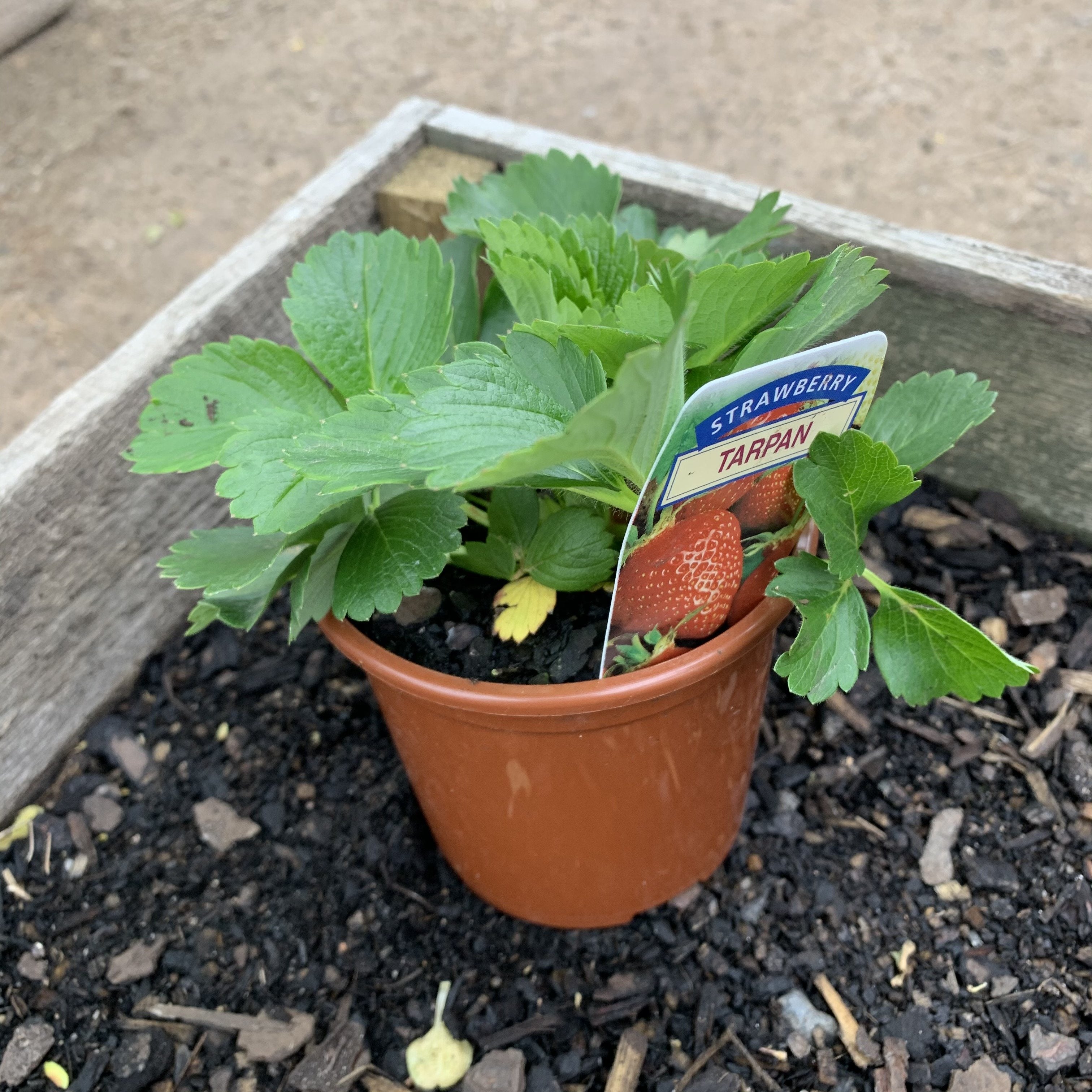 tarpan strawberry seeds Strawberry 'Tarpan' – Northcote Nursery