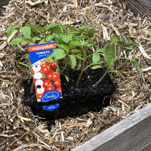 Load image into Gallery viewer, Tomato 'Sweetbite'