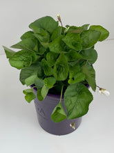 Load image into Gallery viewer, Viola odorata 'Royal Wedding'