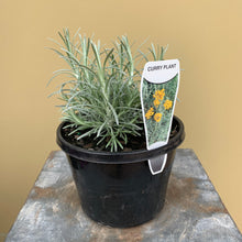 Load image into Gallery viewer, Curry Plant