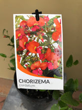 Load image into Gallery viewer, Chorizema cordatum