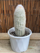 Load image into Gallery viewer, Espostoa lanata ‘Peruvian Old Man Cactus’