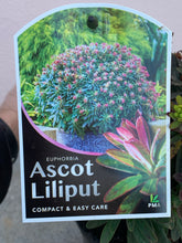 Load image into Gallery viewer, Euphorbia ‘Ascot Liliput’
