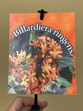 Load image into Gallery viewer, Billardiera ringens
