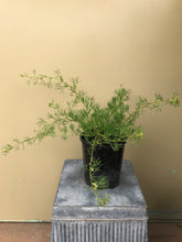 Load image into Gallery viewer, Grevillea curviloba