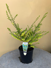 Load image into Gallery viewer, Boronia megastigma lutea ’Yellow’