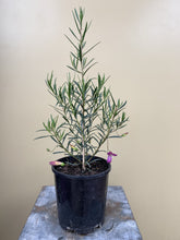 Load image into Gallery viewer, Eremophila ‘Magenta Dream’