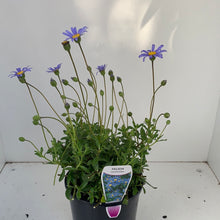 Load image into Gallery viewer, Felicia amelliodes blue