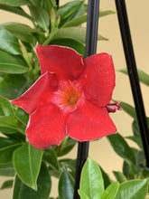 Load image into Gallery viewer, Mandevilla sanderi 'Diamantina Jade Red'