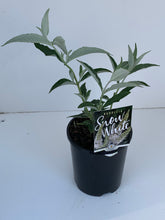 Load image into Gallery viewer, Buddleia 'Snow White'