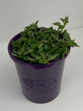 Load image into Gallery viewer, Campanula 'Blue Waterfall'