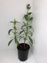 Load image into Gallery viewer, Centranthus ‘Rubra Atrococcineus’