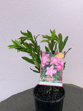 Load image into Gallery viewer, Crowea saligna ‘Large flowered form’