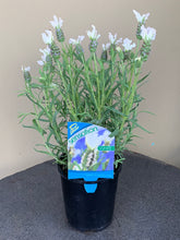 Load image into Gallery viewer, Lavender ‘Sensation’ White