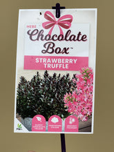 Load image into Gallery viewer, Hebe ‘Chocolate Box Strawberry Truffle’