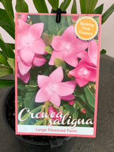 Load image into Gallery viewer, Crowea saligna ‘Large flowered form’