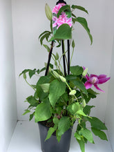 Load image into Gallery viewer, Clematis ‘Dr Ruppel’