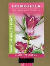 Load image into Gallery viewer, Eremophila ‘Magenta Dream’