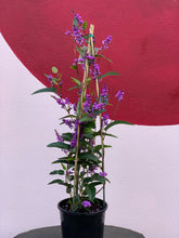Load image into Gallery viewer, Hardenbergia violacea 'Happy Wanderer'