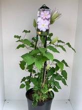 Load image into Gallery viewer, Clematis ‘Louise Rowe’