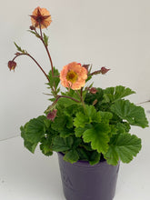 Load image into Gallery viewer, Geum 'Jazzy Mai Tai'