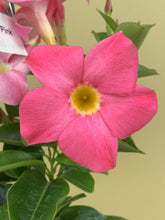 Load image into Gallery viewer, Mandevilla sanderi 'Diamantina Jade Pink'