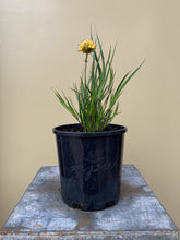 Load image into Gallery viewer, Conostylis pauciflora ‘Cadda Mambrina’