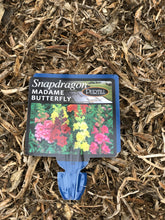 Load image into Gallery viewer, Snapdragon 'Madame Butterfly'