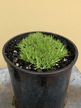 Load image into Gallery viewer, Scleranthus biflorus ‘Lime Lava’