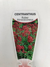 Load image into Gallery viewer, Centranthus ‘Rubra Atrococcineus’