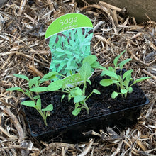 Load image into Gallery viewer, Sage