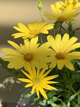 Load image into Gallery viewer, Osteospermum ecklons ‘Voltage’