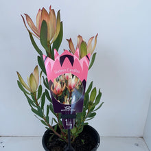 Load image into Gallery viewer, Leucadendron ‘Sixteen Candles’