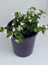 Load image into Gallery viewer, Sutera cordata 'Flowerburst White'