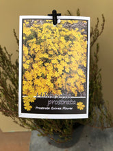 Load image into Gallery viewer, Hibbertia prostrata