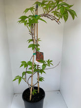 Load image into Gallery viewer, Parthenocissus quinquefolia 'Virginia Creeper'