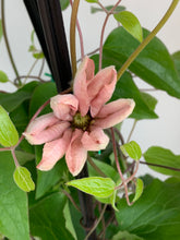 Load image into Gallery viewer, Clematis ‘Ai-nor’