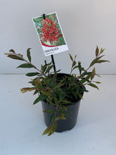 Load image into Gallery viewer, Grevillea 'Splendour'