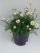 Load image into Gallery viewer, Rhodanthe 'Paper Cascade'