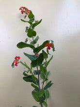 Load image into Gallery viewer, Chorizema varium