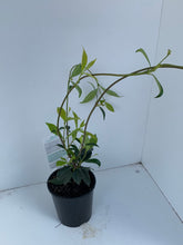 Load image into Gallery viewer, Trachelospermum jasminoides