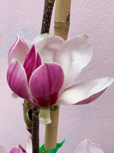 Load image into Gallery viewer, Magnolia ‘Picture’