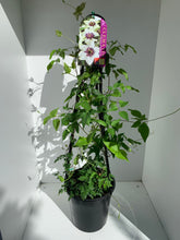 Load image into Gallery viewer, Clematis florida 'Sieboldii'
