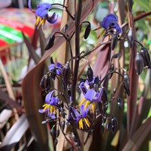 Load image into Gallery viewer, Dianella tasmanica 'Blaze'